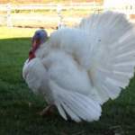 white-turkey